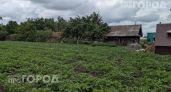 Избавьтесь от этих 6 деревьев немедленно: они разрушают фундамент и медленно убивают ваш сад прямо сейчас