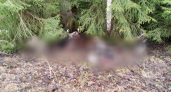  В Ярославской области жители пожаловались на свалку коровьих голов под Рыбинском