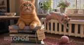 Я не сдержала смех, когда увидела эти кадры: самые нелепые выходки котов, которые поднимут вам настроение