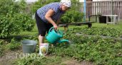 Забудьте о мелких ягодах: одна простая июньская подкормка превратит вашу клубнику в сочные сладкие гиганты