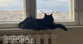 Забудьте о частых визитах к ветеринару: 3 породы кошек с крепким иммунитетом, которые радуют хозяев 20 лет