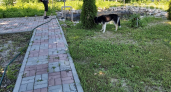 В Европе дорожки остаются чистыми годами — а мы ползаем на коленях каждую весну: они просто засыпают швы другой смесью