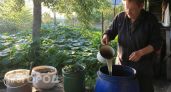 Нашел в архивах монастырский рецепт подкормки для огурцов: три простых компонента дают урожай даже в густой тени