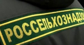 В Даниловском районе лошадь "вывела" фермера на предостережение Россельхознадзора