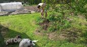 Перестаньте бороться с чистотелом на даче: этот сорняк прямо указывает на серьезные проблемы с вашей почвой