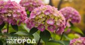 Гортензия будет усыпана цветами до самой осени: добавьте этот простой копеечный состав под корень куста