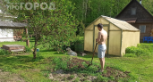 Забудьте про огурцы и помидоры: 7 необычных растений для огорода, которые удивят гостей и украсят блюда