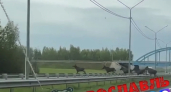 Лоси идут в Москву: под Ярославлем стадо спокойно переходит трассу и игнорирует машины