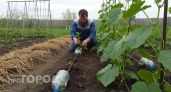 Больше не бегаю с лейкой по грядкам: сделал автополив из бутылок и палочек, который работает сам весь отпуск