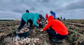Забудьте про майские праздники: агрономы назвали точные даты посадки картофеля для рекордного урожая