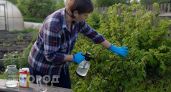 Тля покинет кусты смородины после двух обработок: мой бережный рецепт без химикатов и ожогов на листьях