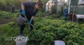 Соблюдаю график внесения золы под клубнику: через месяц кусты ломятся от ягод размером с крупный персик