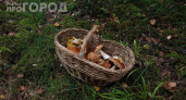 Нужно ли чистить шляпки маслят от кожицы: 3 минуты вместо 2 часов — запомните раз и навсегда