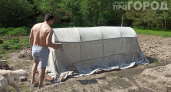Не поливайте грядки вечером: вы просто кормите грибок — такой полив ведёт к фитофторе