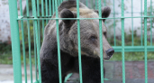 Ярославской медведице Маше уже 38 лет: что с ней сейчас