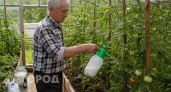 Перестал тратить деньги на бесполезные сыворотки: изменил всего 3 действия и собираю томаты до морозов