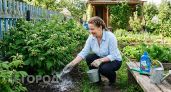 Секрет моего малинового изобилия в июне: всего одна простая подкормка заставляет кусты ломиться от ягод
