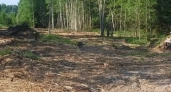 Захламление охранной зоны ЛЭП в Брейтово обернулось проверкой прокуратуры