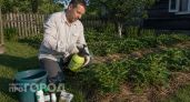 Долгоносик губил всю клубнику в бутонах: я нашел простое решение из трех компонентов и теперь собираю ведрами
