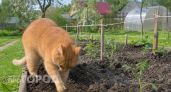 Использовала простую специю с кухни - и кошки больше не гадят на грядках: работает на ура