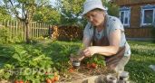 Больше никаких хилых кустиков: как правильно укоренять клубничные усы для рекордного урожая сладких ягод