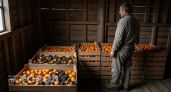 Мандарины сгниют прямо на ветках: абхазский фермер объяснил свое принципиальное нежелание продавать урожай в РФ