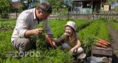 Эксперимент с июньским посевом моркови: теперь собираю сладкие корнеплоды, которые заменяют детям конфеты