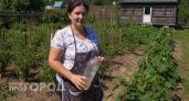 Сделала ловушку из пластиковой бутылки - в тот же вечер ни одного комара на даче: показываю простой способ