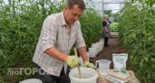 Хватит мучиться с желтыми листьями на томатах: один простой состав в пропорции 1 к 500 лечит кусты за неделю