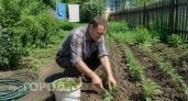 Сорняк, который стоит как золото: почему я перестал выпалывать эту траву и теперь удобряю ею огород