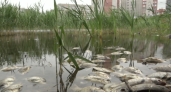 На пруду на Папанина всплыла мёртвая рыба: что выяснили специалисты