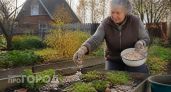 Слизни больше не атакуют участок: просто делаю это в октябре на участке и живу спокойно