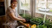 Секрет «жирной» рассады: пищевая фольга помогает лучше всяких удобрений