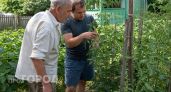 Хватит обрывать листья на томатах: я нашел 4 признака жирования и теперь заставляю кусты давать урожай
