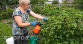 Забыла про вредителей на смородине: этот простой домашний раствор делает кусты мощными и здоровыми каждый год