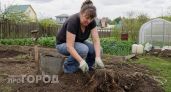 Забудьте про лом и лопату: как я избавилась от старого пня на даче без тяжелой работы и лишней грязи