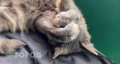 Ваша кошка вас не любит: 6 неочевидных признаков, которые мы не хотим замечать