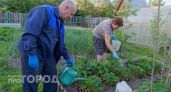 Делаю это один раз после сбора урожая: клубника перестает мельчать и наливается размером с кулак на следующий год