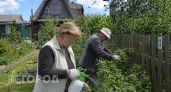 Тля исчезает за одну обработку: копеечное средство из аптеки спасает мой сад на весь летний сезон