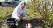 Муравьи больше не портят урожай: нашла копеечное средство с аптеки, которое выгоняет их с участка навсегда