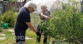 Хватит бездумно обрывать нижние листья у томатов: делайте это по моей схеме и забудьте о накоплении нитратов