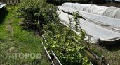 Китайцы сравнили российские дачи со своими - отличия оказались огромными
