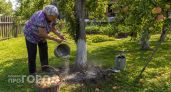 В августе вношу под яблони это копеечное средство: урожай следующего года вырастает в два раза больше обычного