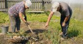 Жду когда поляжет ботва чтобы ускорить созревание лука: простой метод за 10 дней делает головки крупнее вдвое