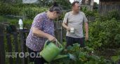 Поливаю огурцы кефиром по армянскому методу: теперь собираю хрустящие плоды на грядках до самых холодов