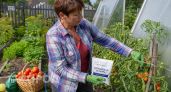 Томаты чернеют снизу в самый разгар сезона: одна простая подкормка кальцием заставит проблему исчезнуть навсегда
