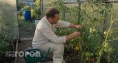 Забываю про вершинную гниль навсегда: одна июльская обработка спасает кусты томатов без лишней химии под корень