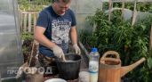 Трачу 45 рублей на весь сезон: три дешевых компонента заставляют перцы расти гигантскими размерами без химии