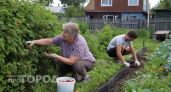 Забудьте про мелкую малину: делюсь своим методом получения сочных ягод размером с крупную сливу