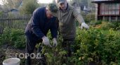 Обрезаю малину по методу профессионала сразу после сбора: ягоды становятся размером с ладонь и не мельчают